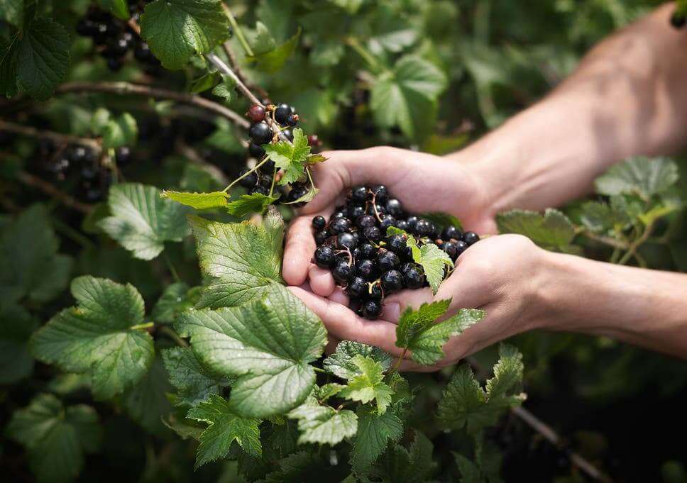 Blackcurrants from Hazelhurst Fruitery