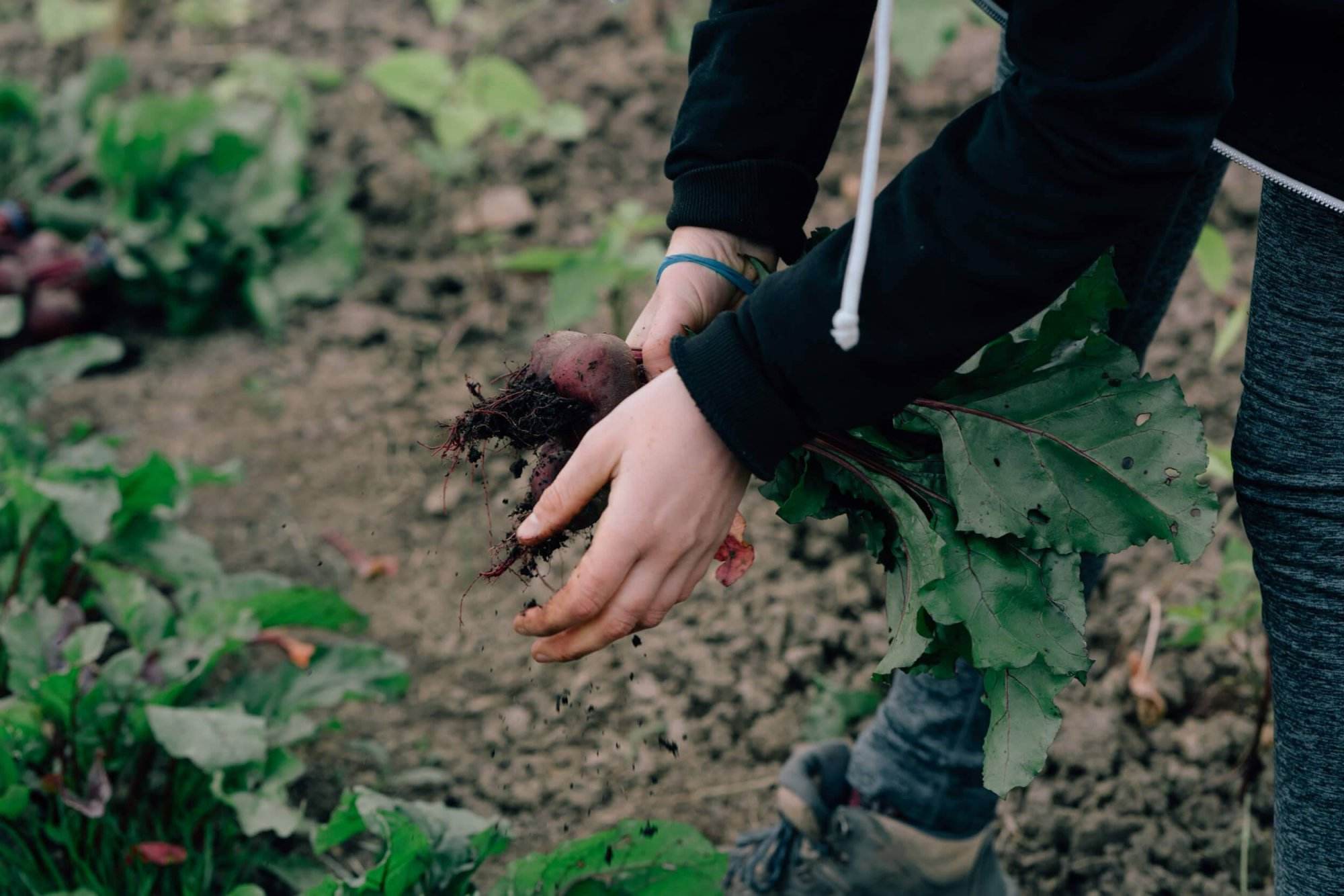 Organic beetroot harvested from the Regather farm Sheffield