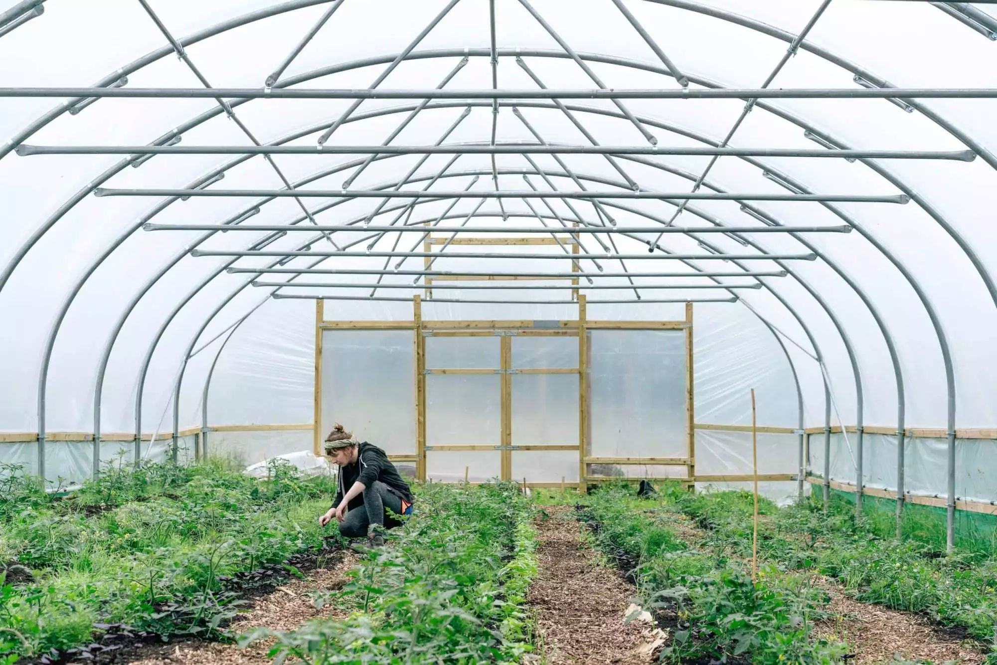The polytunnel on Regather's organic farm