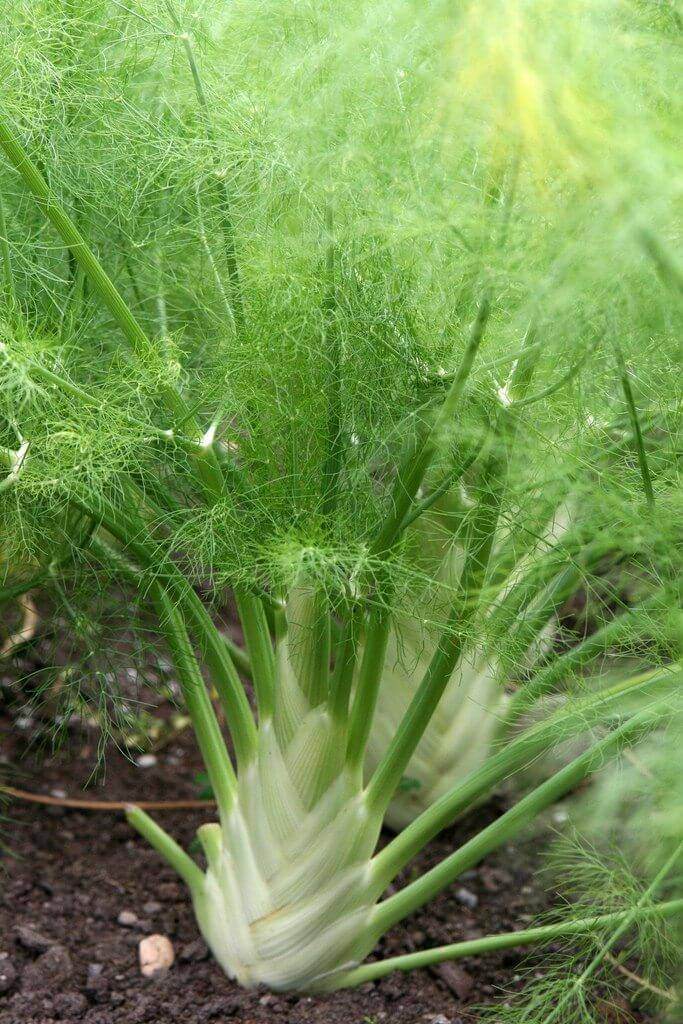 Slow pan-fried fennel
