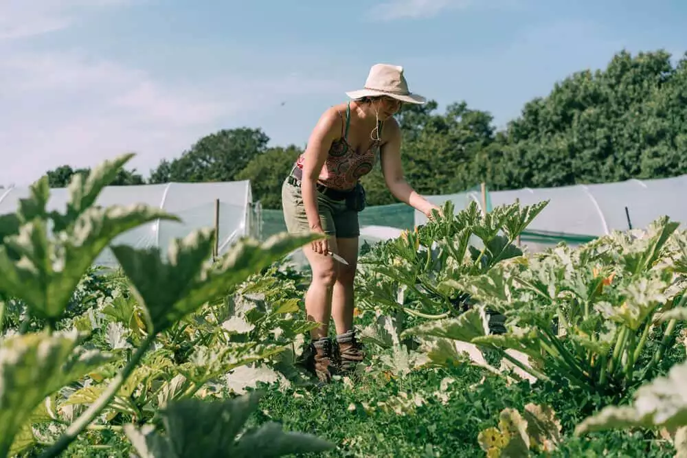 harvesting courgettes at Regather Organic farm