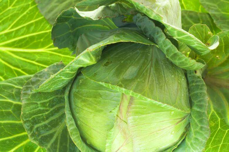 Homemade sauerkraut: green cabbage and carrot