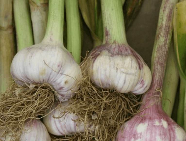Gorgeous green garlic