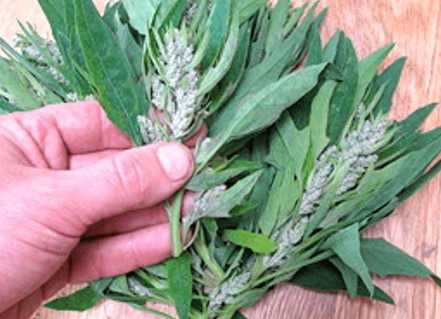 Aztec broccoli aka Huauzontle
