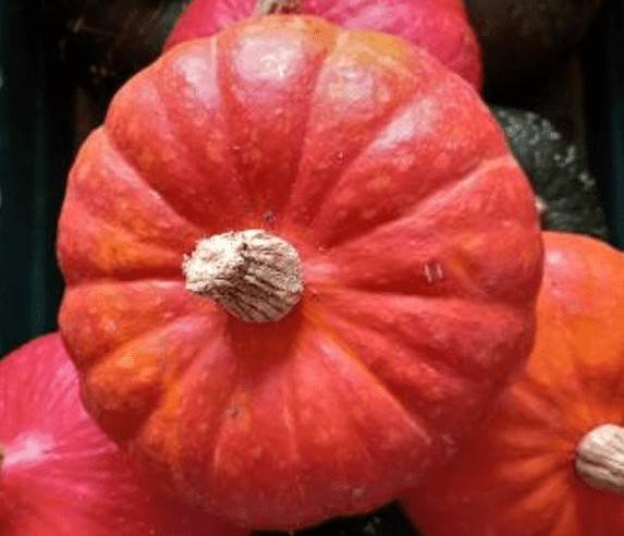 Red-cooked squash