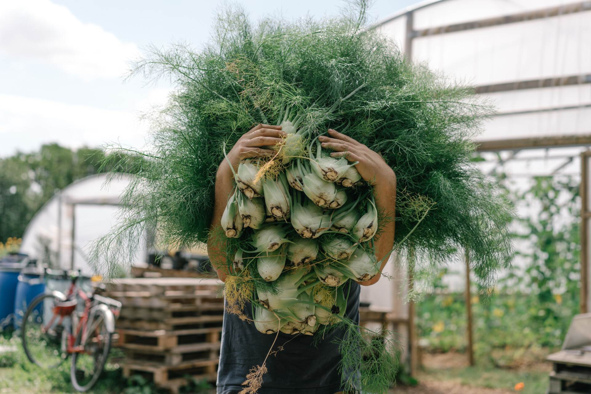 A hefty harvest of fennel from our organic farm